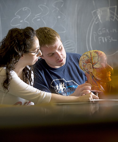 Students analyzing human brain. 