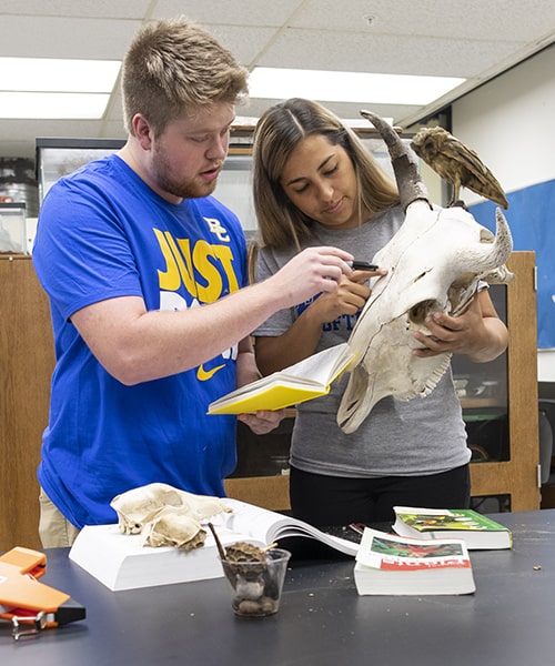 Students examining cow skull for indicators on it death.